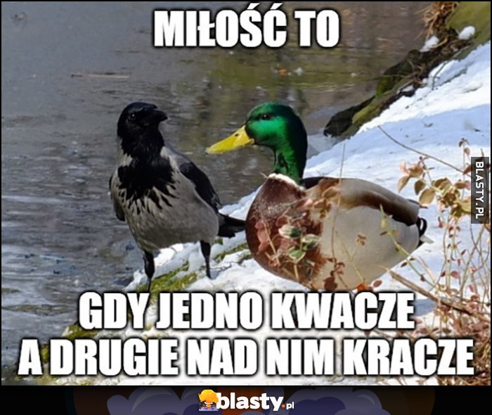 Miłość to gdy jedno kwacze a drugie nad nim kracze kaczka wrona kruk