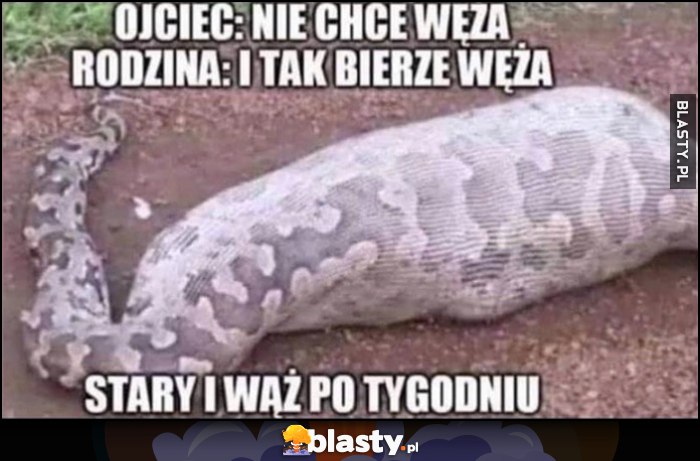 Ojciec: nie chce węża, rodzina: i tak bierze węża. Stary i wąż po wygodniu: zjedzony