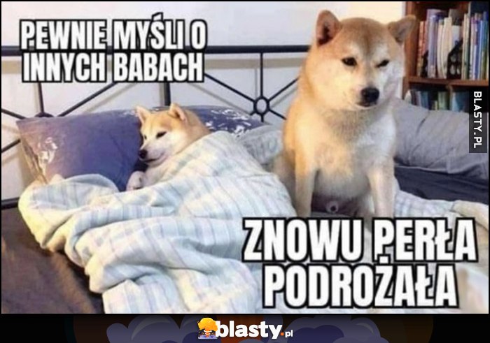 Pewnie myśli o innych babach, znowu Perła podrożała pies pieseł doge