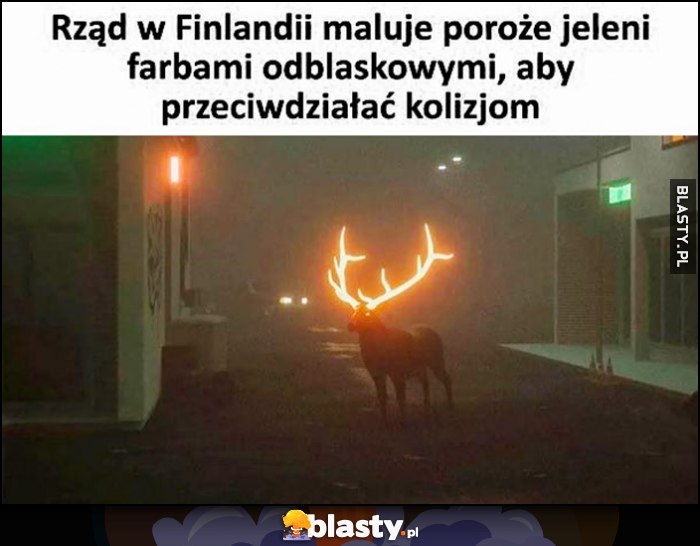 Rząd Finlandii maluje poroże jeleni farbami odblaskowymi, aby przeciwdziałać kolizjom