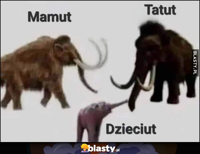 Mamut, tatut, dzieciut zwierzę ta nazwy