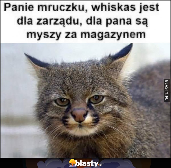 Panie mruczku, whiskas jest dla zarządu, dla pana są myszy za magazynem kot kotek