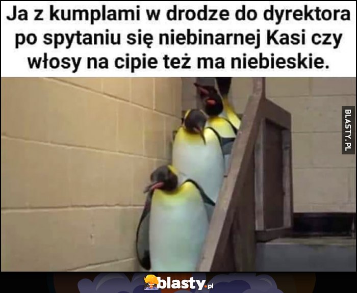 Pingwiny ja z kumplami w drodze do dyrektora po spytaniu się niebinarnej Kasi czy włosy na dole też ma niebieskie