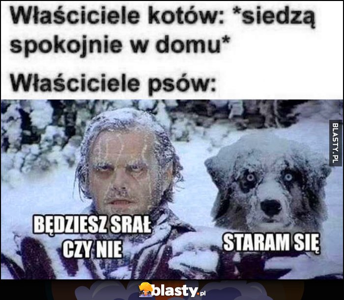 Właściciele kotów: siedzą spokojnie w domu, właściciele psów: będziesz srał czy nie, staram się