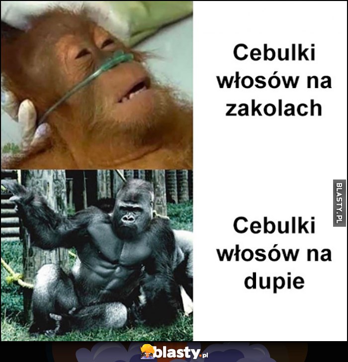 Cebulki włosów na zakolach vs cebulki włosów na dupie porównanie małpa szympans goryl