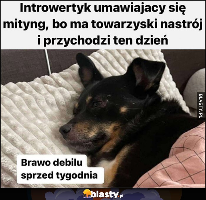 Introwertyk umawiający się na miting, bo ma towarzystki nastrój i przychodzi ten dzień, pies piesek: brawo debilu sprzed tygodnia