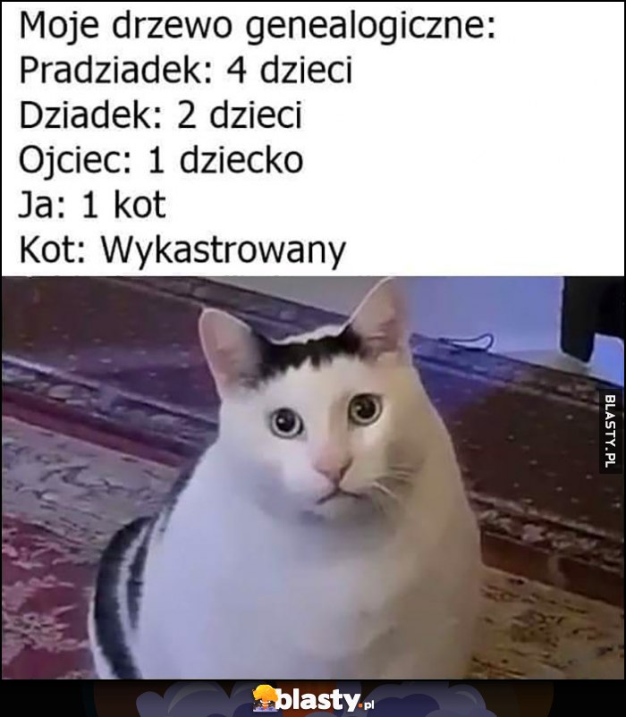 Moje drzewo genealogiczne: pradziadek, dziadek, ojciec, ja: 1 kot, kot: wykastrowany