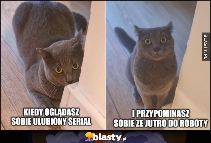 Kot kotek kiedy oglądasz sobie ulubiony serial i przypominasz sobie, że jutro do roboty Kot kotek kiedy oglądasz sobie ulubiony serial i przypominasz sobie, że jutro do roboty