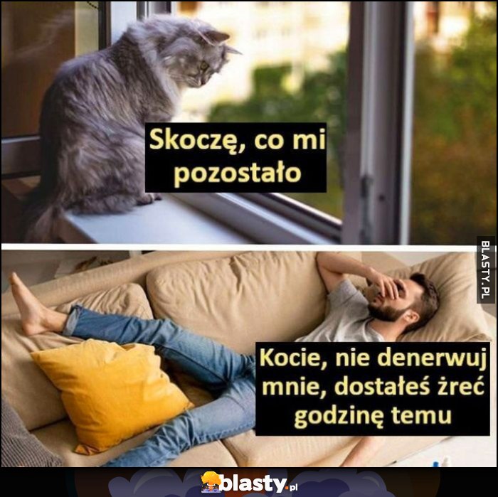 Kot: skoczę, co mi pozostało. Kocie, nie denerwuj mnie, dostałeś żreć godzinę temu