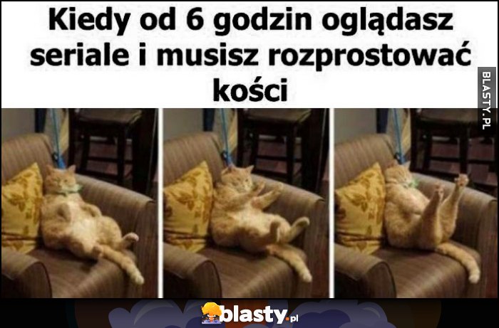 Kot kotek kiedy od 6 godzin oglądasz seriale i musisz rozprostować kości