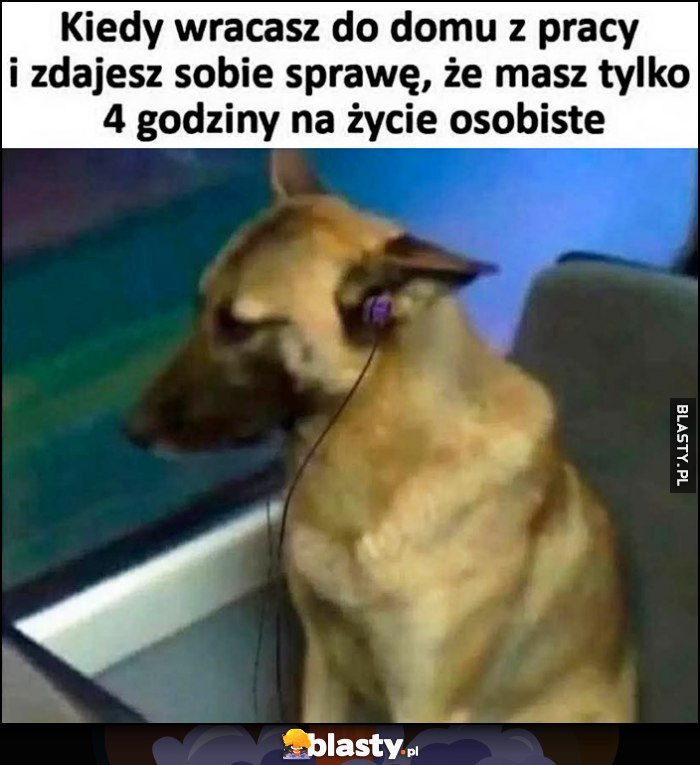 Smutny pies piesek: kiedy wracasz do domu z pracy i zdajesz sobie sprawę, że masz tylko 4 godziny na życie osobiste