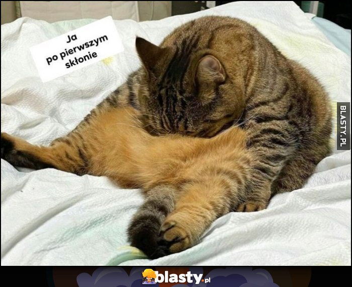 Ja po pierwszym skłonie kot kotek