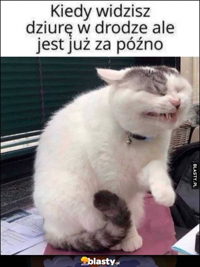 Kiedy widzisz dziurę w drodze ale jest już za późno kot kotek reakcja