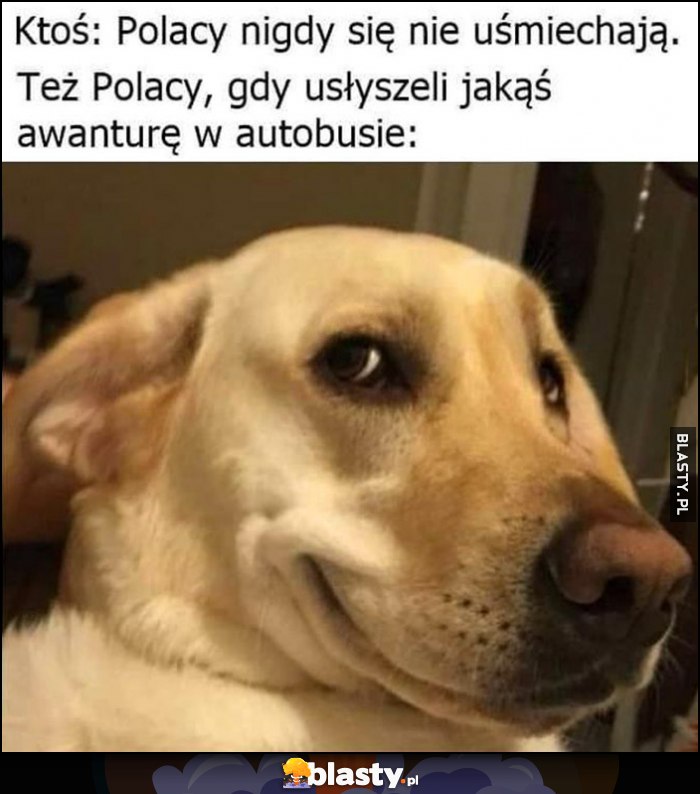 Ktoś: Polacy nigdy się nie uśmiechają vs pies piesek też polacy gdy usłyszeli jakąś awanturę w autobusie
