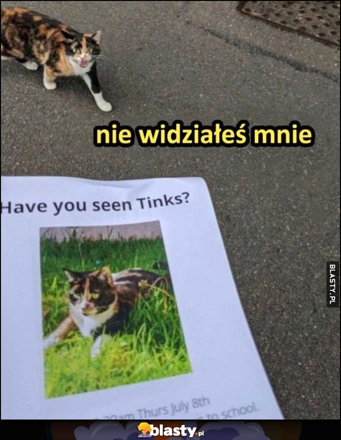 Zaginął kot kotek kotka, nie widziałeś mnie