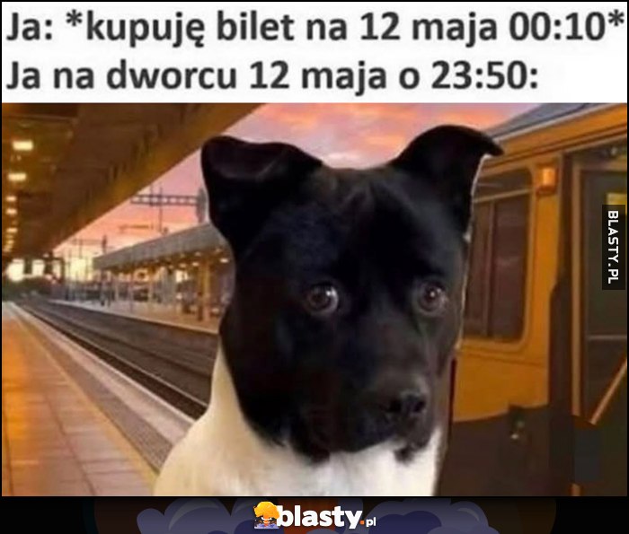 Ja: kupuję bilet na 12 maja 00:10 vs ja na dworcu 12 maja o 23:50 pies piesek Ja: kupuję bilet na 12 maja 00:10 vs ja na dworcu 12 maja o 23:50 pies piesek