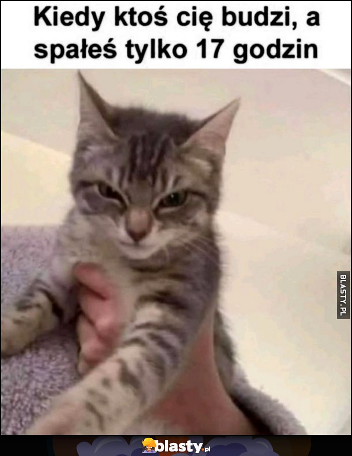 Kot kotek zły kiedy ktoś cię budzi, a spałeś tylko 17 godzin