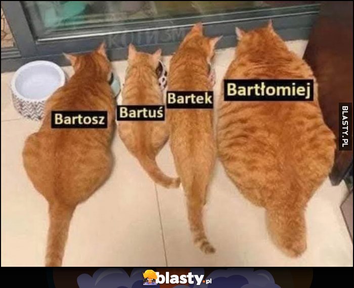 Kot koty gruby chudy Bartosz, Bartuś, Bartek, Bartłomiej Kot koty gruby chudy Bartosz, Bartuś, Bartek, Bartłomiej