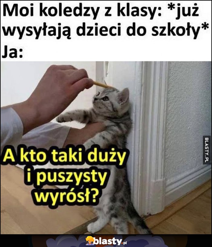 Moi koledzy z klasy już wysyłają dzieci do szkoły vs jak z kotkiem: a kto taki duży i puszysty wyrósł