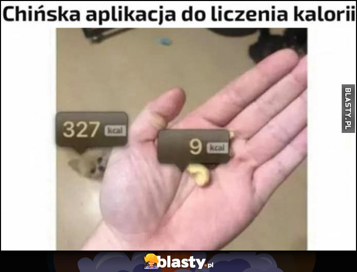 Chińska aplikacja do liczenia kalorii podaje ile kalorii ma pies