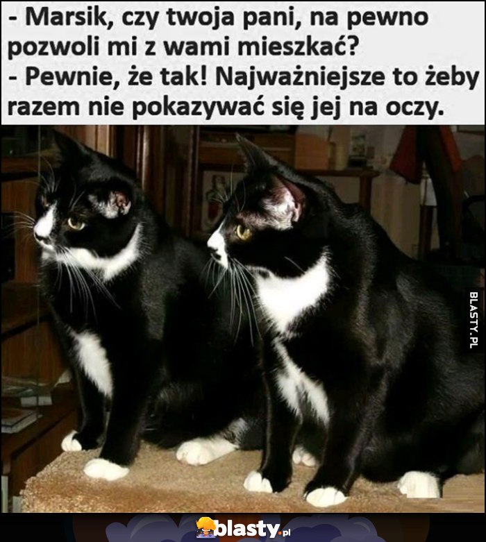 Dwa identyczne koty, twoja pani na pewno pozwoli mi z wami mieszkać, tak najwazniejsze żeby razem nie pokazywać się jej na oczy Dwa identyczne koty, twoja pani na pewno pozwoli mi z wami mieszkać, tak najwazniejsze żeby razem nie pokazywać się jej na oczy