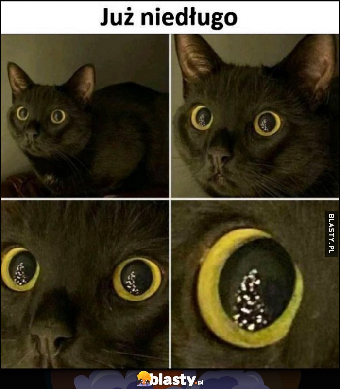 Już niedługo kot patrzy na choinkę