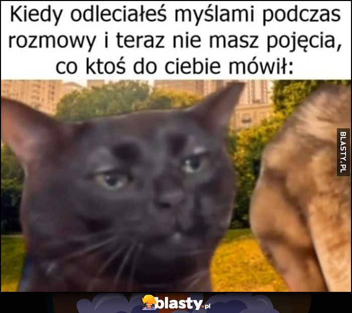 Kiedy odleciałeś myślami podczas rozmowy i teraz nie masz pojęcia, co ktoś do ciebie mówił kot kotek Kiedy odleciałeś myślami podczas rozmowy i teraz nie masz pojęcia, co ktoś do ciebie mówił kot kotek