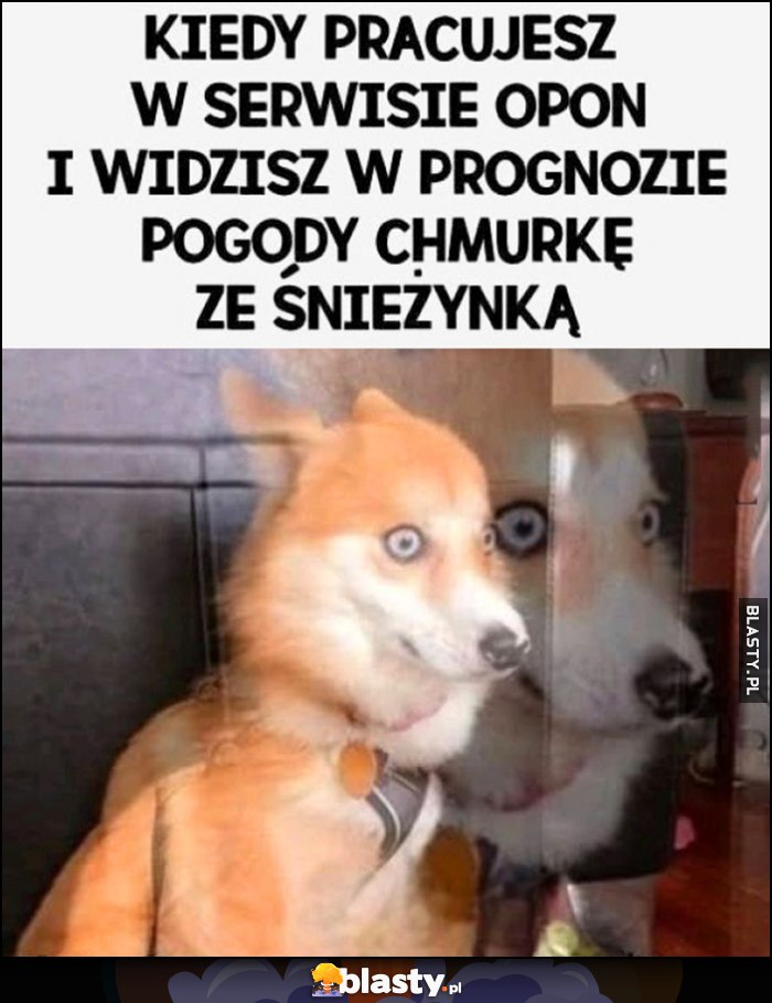 Kiedy pracujesz w serwisie opon i widzisz w prognozie pogody chmurkę ze śnieżynką pies piesek reakcja Kiedy pracujesz w serwisie opon i widzisz w prognozie pogody chmurkę ze śnieżynką pies piesek reakcja