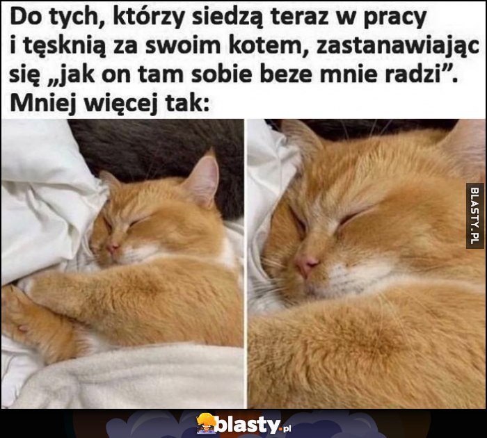 Dla tych którzy siedzą w pracy, tęsknią za kotem zastanawiając się jak on sobie radzi, mniej więcej tak: śpi