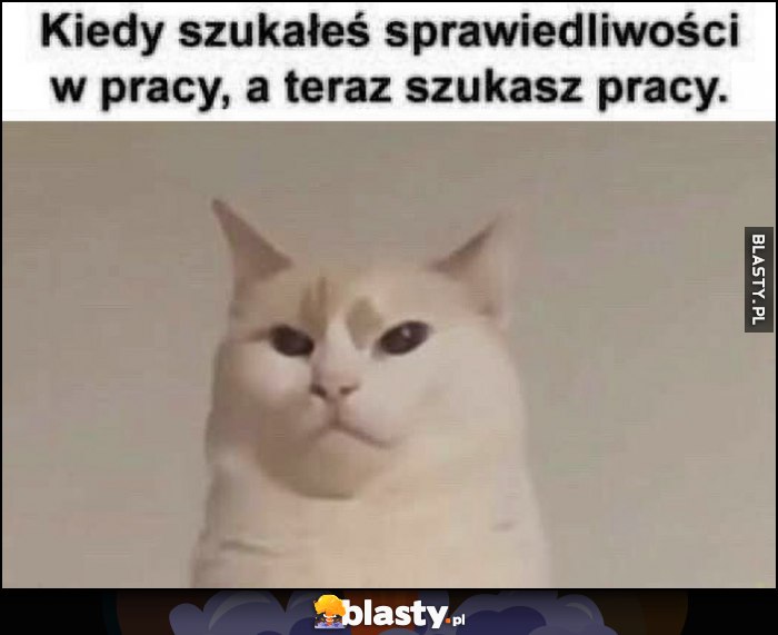 Kiedy szukałeś sprawiedliwości w pracy, a teraz szukasz pracy kot kotek Kiedy szukałeś sprawiedliwości w pracy, a teraz szukasz pracy kot kotek