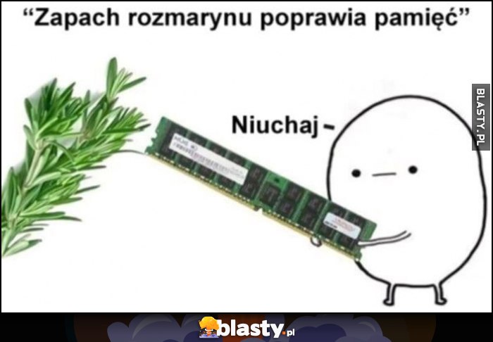 Zapach rozmarynu poprawia pamięć, kość RAM niuchaj Zapach rozmarynu poprawia pamięć, kość RAM niuchaj