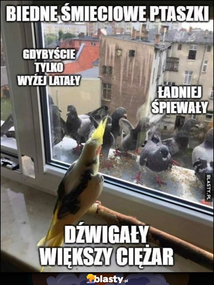 Papuga biedne śmieciowe ptaszki gdybyście tylko wyżej latały, ładniej śpiewały, dźwigały większy ciężar Papuga biedne śmieciowe ptaszki gdybyście tylko wyżej latały, ładniej śpiewały, dźwigały większy ciężar