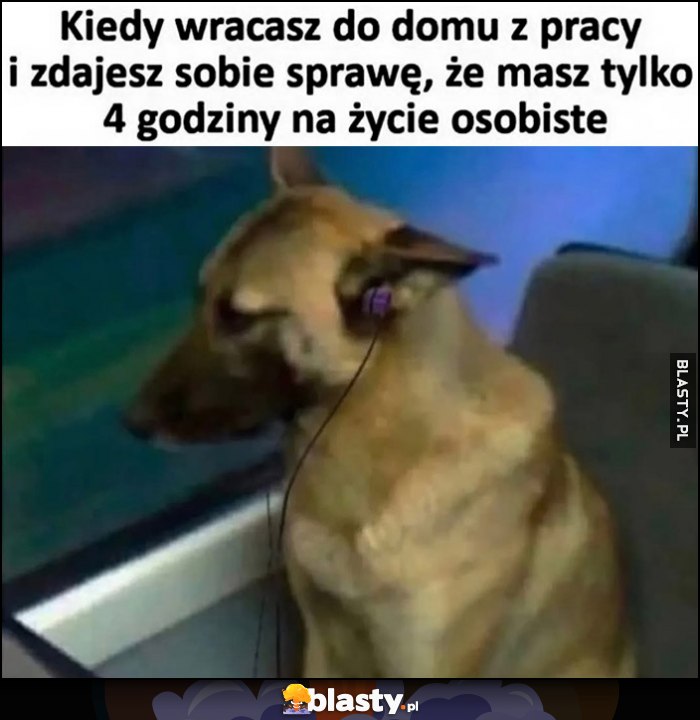 Kiedy wracasz do domu z pracy i zdajesz sobie sprawę, że masz tylko 4 godziny na życie osobiste smutny pies piesek