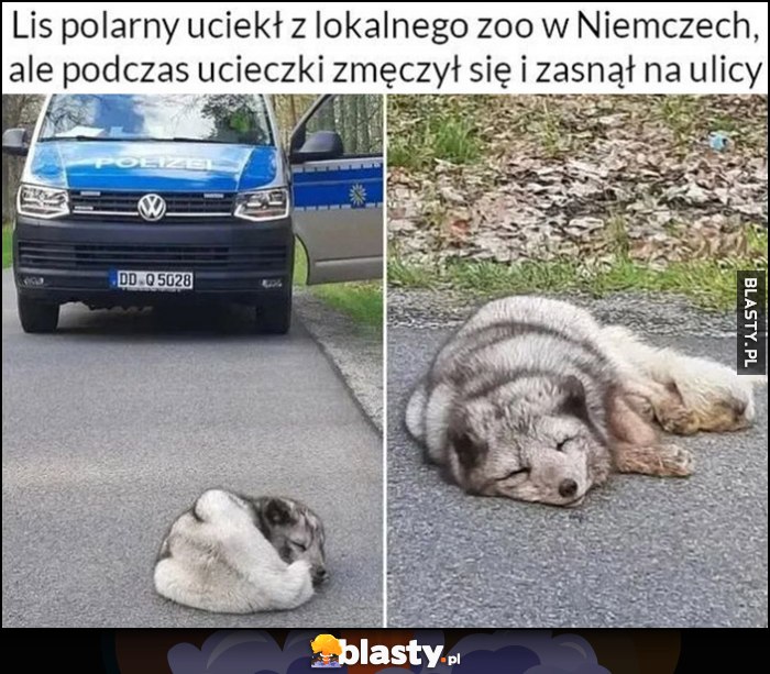 Lis polarny uciekł z lokalnego zoo w Niemczech, ale podczas ucieczki zmęczył się i zasnął na ulicy