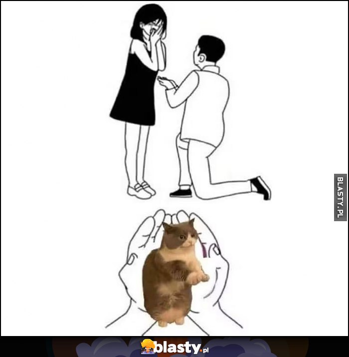Oświadcza się jej tak naprawdę daje kotka kota Oświadcza się jej tak naprawdę daje kotka kota