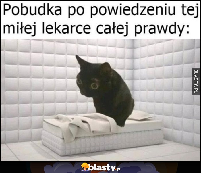Pobudka po powiedzeniu tej miłej lekarce całej prawdy kot kotek pokój bez klamek psychiatryk Pobudka po powiedzeniu tej miłej lekarce całej prawdy kot kotek pokój bez klamek psychiatryk