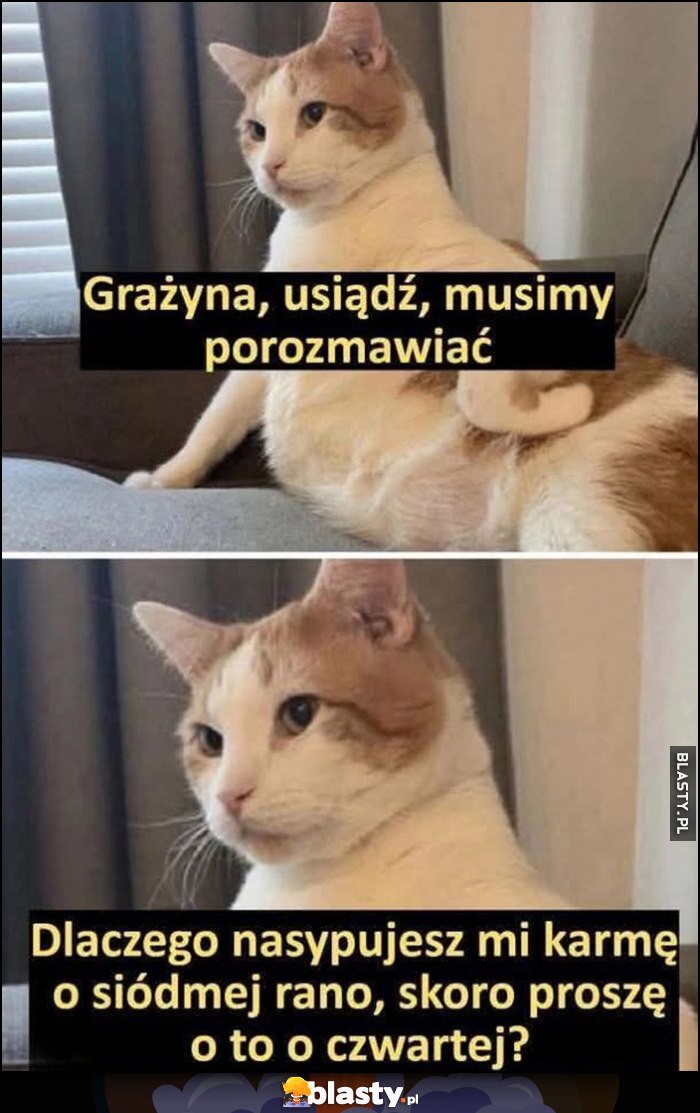 Kot kotek: Grażyna, usiądź, musimy porozmawiać, dlaczego nasypujesz mi karmę o siódmej rano, skoro proszę o to o czwartej? Kot kotek: Grażyna, usiądź, musimy porozmawiać, dlaczego nasypujesz mi karmę o siódmej rano, skoro proszę o to o czwartej?