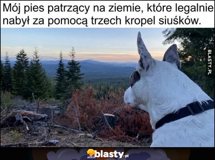 Mój pies patrzący na ziemie, które legalnie nabył za pomocą trzech kropel siuśków Mój pies patrzący na ziemie, które legalnie nabył za pomocą trzech kropel siuśków