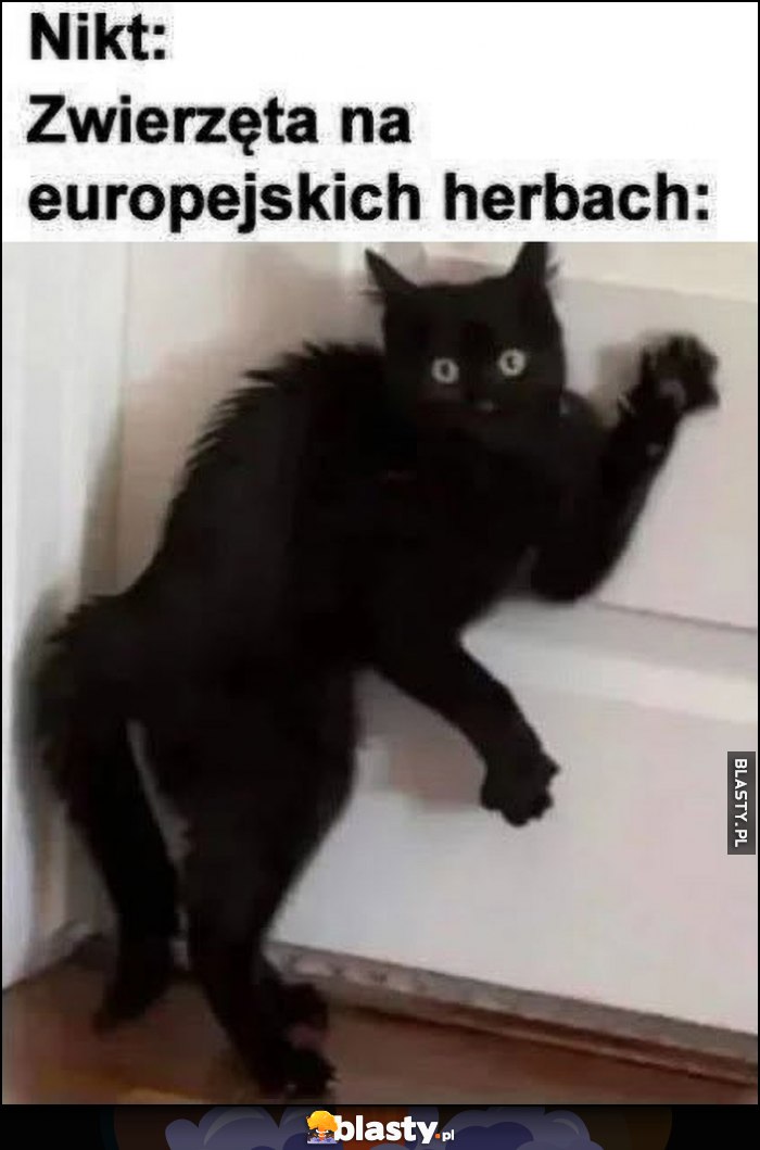 Nikt, zwierzęta na europejskich hebach dziwna poza Nikt, zwierzęta na europejskich hebach dziwna poza