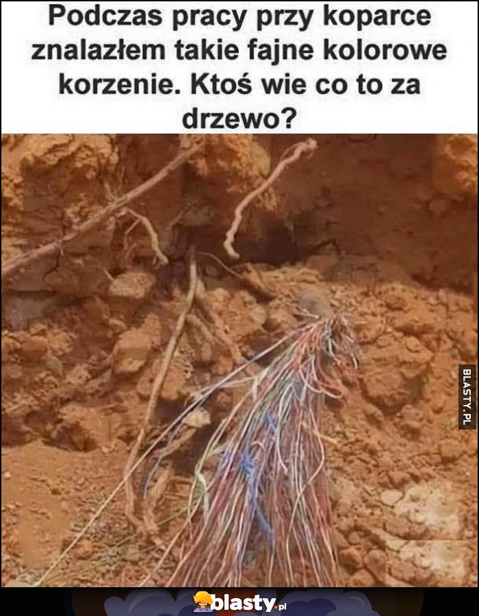 Podczas pracy przy koparce znalazłem takie fajne kolorowe korzenie, ktoś wie co to za drzewo? Światłowody Podczas pracy przy koparce znalazłem takie fajne kolorowe korzenie, ktoś wie co to za drzewo? Światłowody
