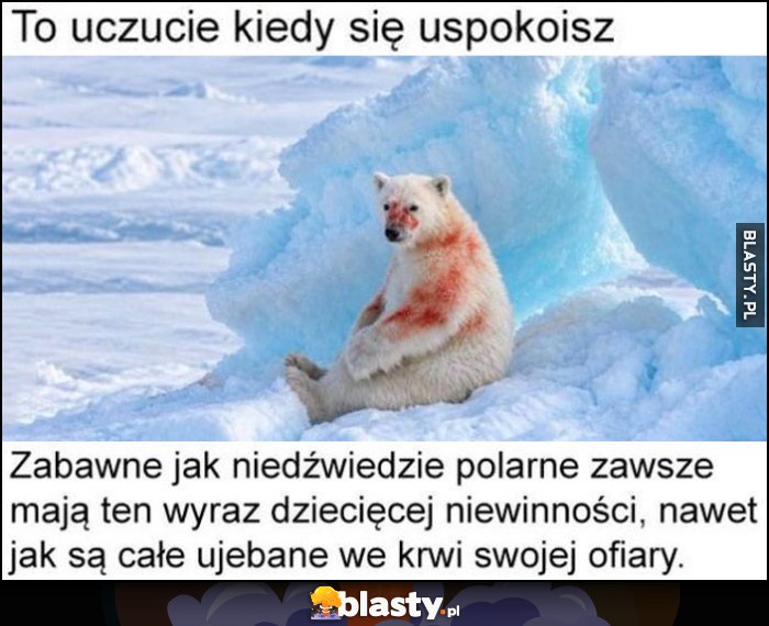 To uczucie kiedy się uspokoisz, zabawne jak niedźwiedzie misie polarne zawsze mają ten wyraz dziecięcej niewinności, nawet jak sa całe we krwi swojej ofiary