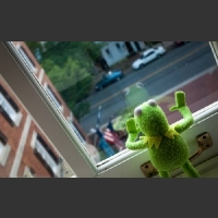 Kermit patrzy przez okno