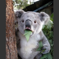 Zaskoczony zdziwiony miś koala