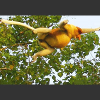 Skacząca małpa nosacz