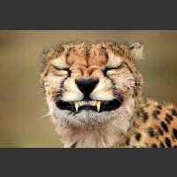 Gepard śmieje się dziwna mina